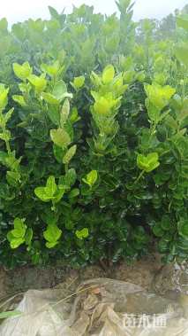 高度35厘米北海道黄杨