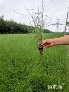 高度35厘米粉黛乱子草