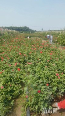 高度40厘米大花月季