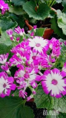 高度25厘米瓜叶菊