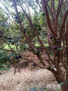 高度250厘米嘉宝果