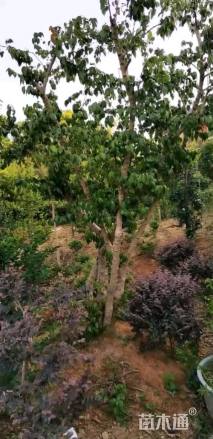 高度3.5厘米蜡梅