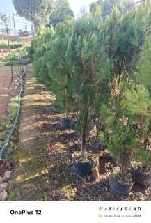 高度100厘米洒金柏