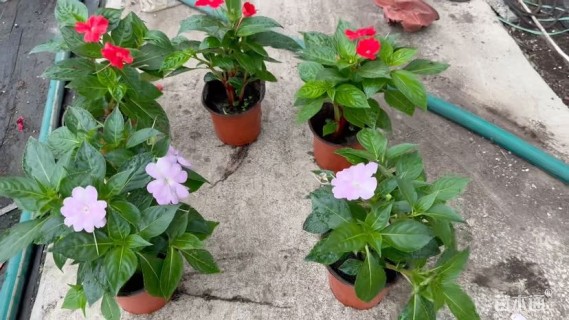 高度25厘米新几内亚凤仙