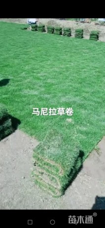 大叶油草