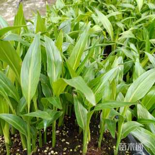 高度10厘米旅人蕉