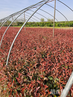 高度50厘米红叶石楠小苗