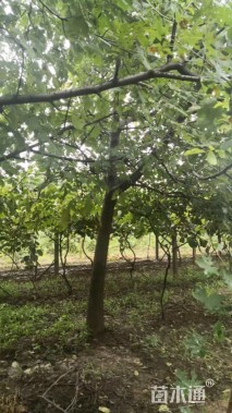 高度100厘米核桃