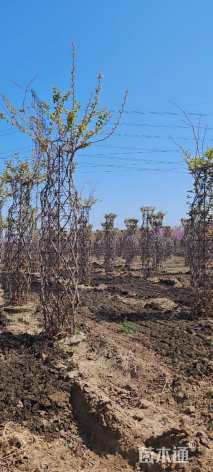 高度400厘米紫荆