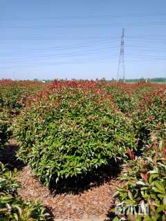 冠幅150厘米红叶石楠球