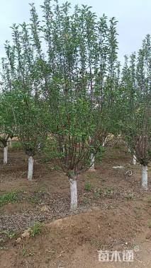 11公分亚当海棠