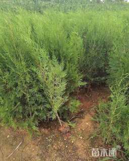 高度100厘米侧柏小苗