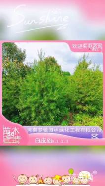 高度250厘米白皮松