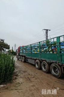 高度30厘米二月兰