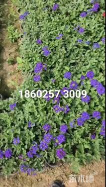 高度10厘米美女樱