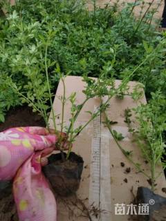 高度25厘米迎春花