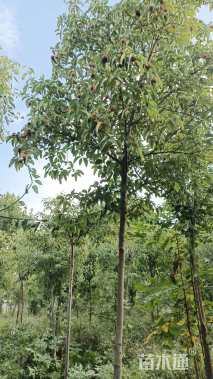 5公分香港四照花