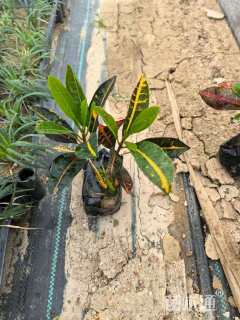 高度28厘米变叶木