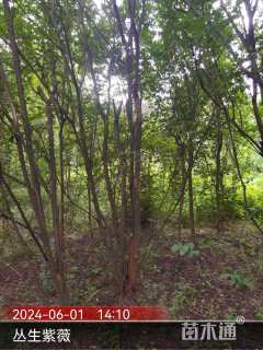 高度500厘米丛生紫薇