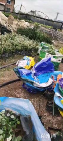 高度30厘米雪花木