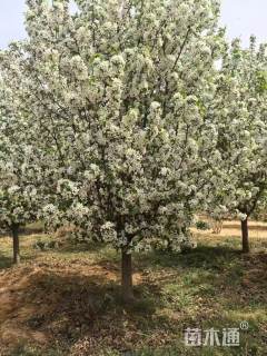 19公分八棱海棠