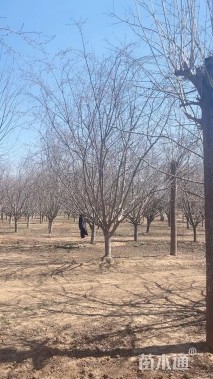 18公分垂丝海棠