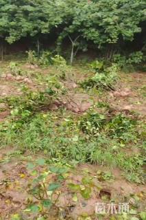 高度60厘米三角梅