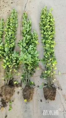 高度50厘米北海道黄杨小苗