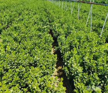 高度40厘米大叶黄杨