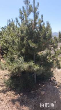 高度300厘米油松