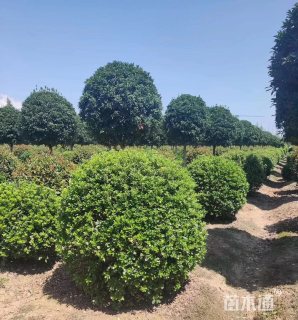 冠幅200厘米海桐球