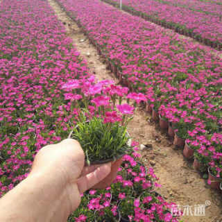 高度15厘米红王子锦带