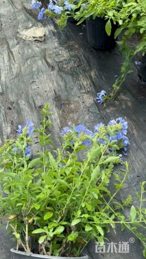 高度50厘米蓝雪花