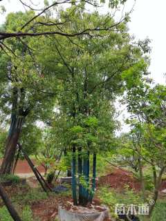 50公分(4杆)丛生香樟