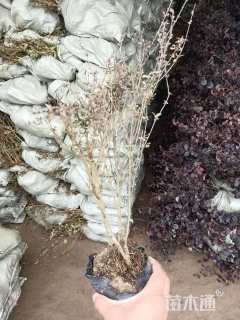 高度35厘米银姬小蜡