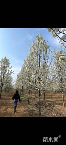 18公分彩叶豆梨