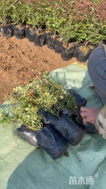 高度25厘米仙境月季