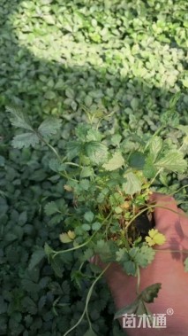 高度15厘米蛇莓