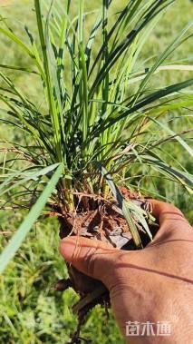 高度15厘米麦冬