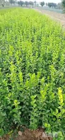 高度60厘米胶东卫矛