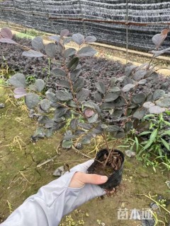 高度30厘米红花继木