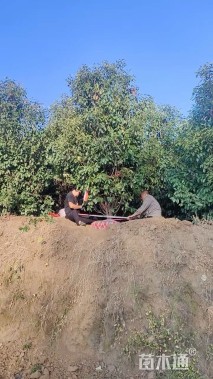 高度300厘米丛生红叶石楠