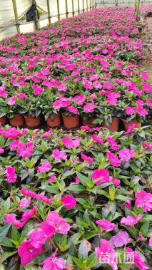 高度15厘米凤仙花