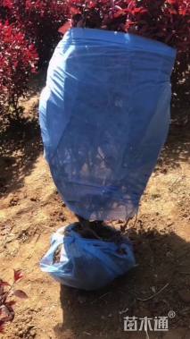 高度80厘米紫叶矮樱球