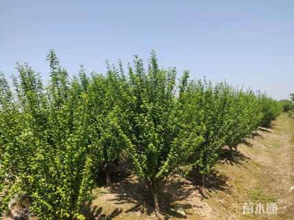 高度180厘米木槿