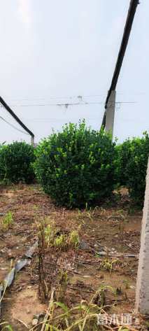 冠幅80厘米卫矛球