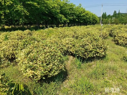 冠幅80厘米金边胡颓子球