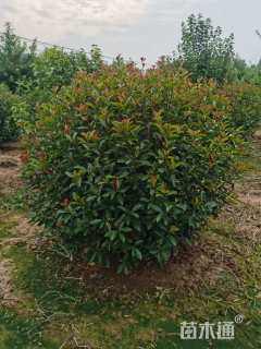 冠幅150厘米红叶石楠球
