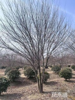 10公分(5杆)丛生榉树