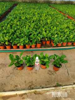 高度15厘米无尽夏绣球